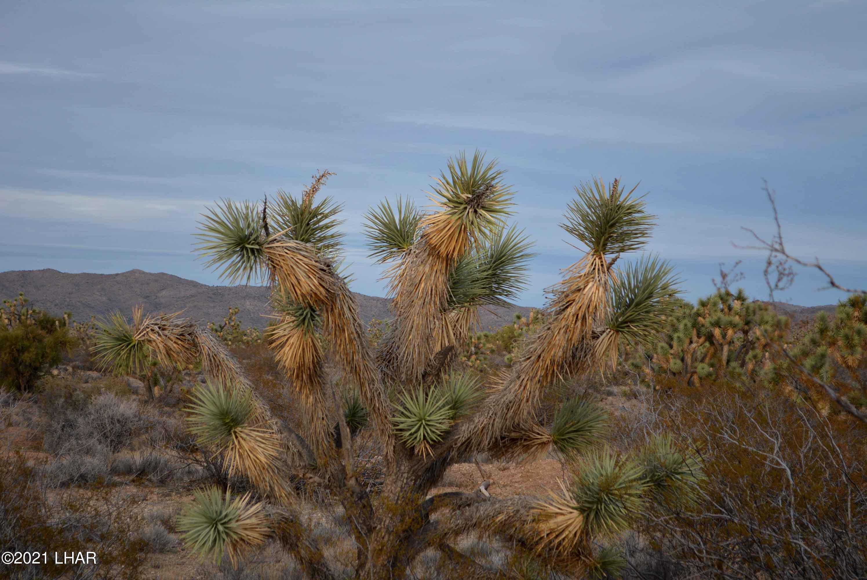 2089 South Roadrunner Road Yucca, AZ 86438 - Photo 41 of 60 DSC_0505