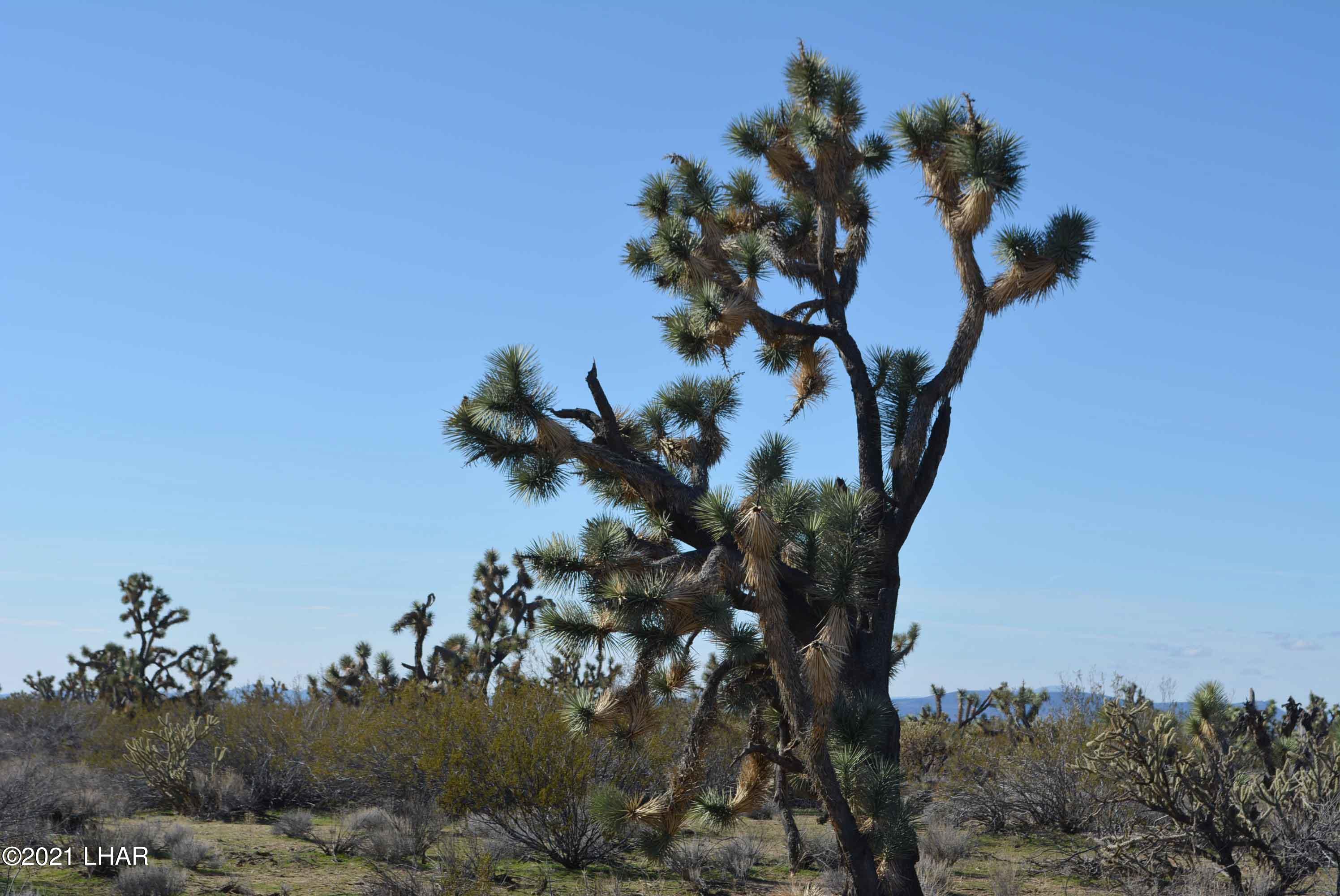 2089 South Roadrunner Road Yucca, AZ 86438 - Photo 50 of 60 DSC_0564