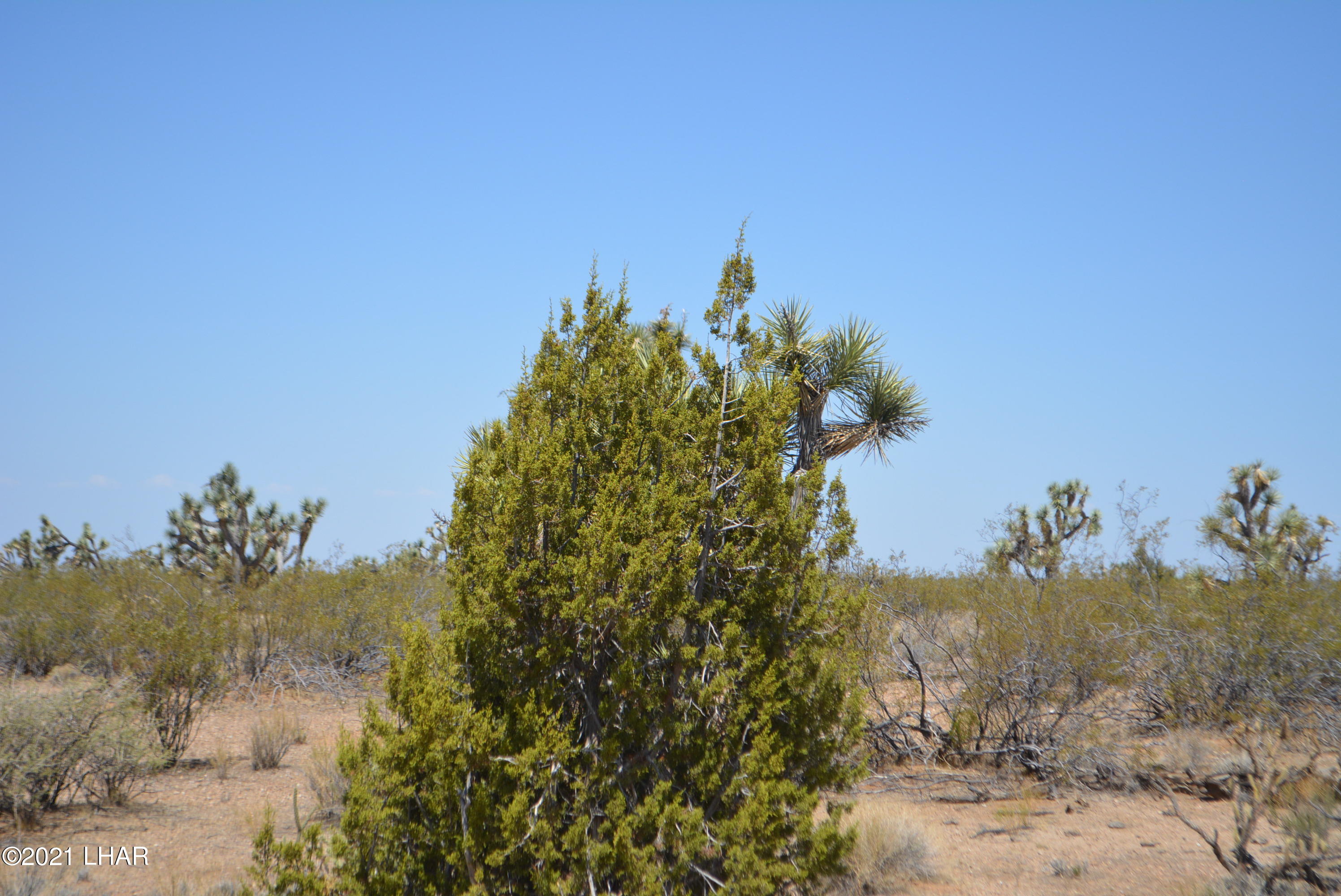 2089 South Roadrunner Road Yucca, AZ 86438 - Photo 5 of 60 DSC_0290