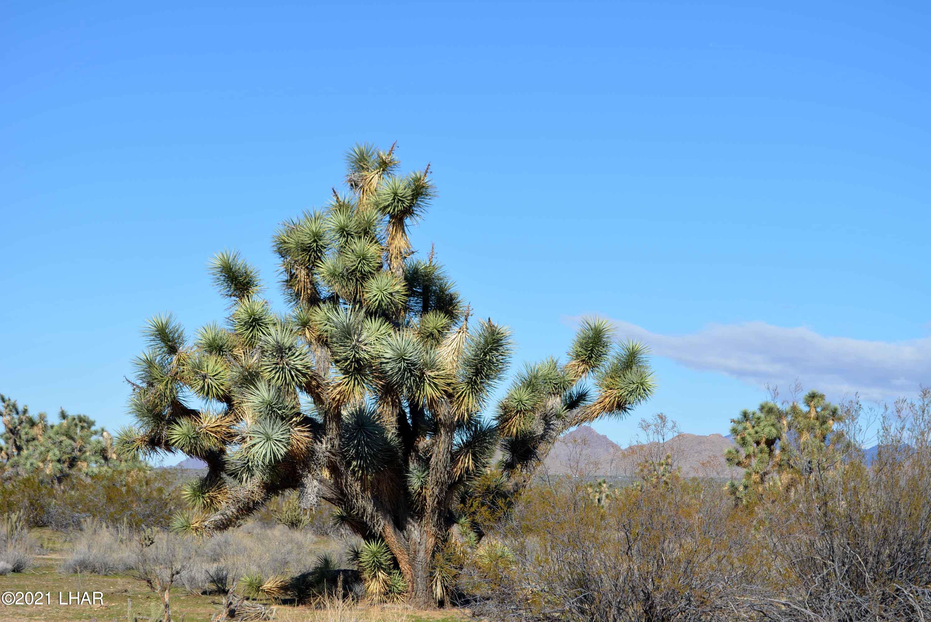 2089 South Roadrunner Road Yucca, AZ 86438 - Photo 53 of 60 DSC_0567