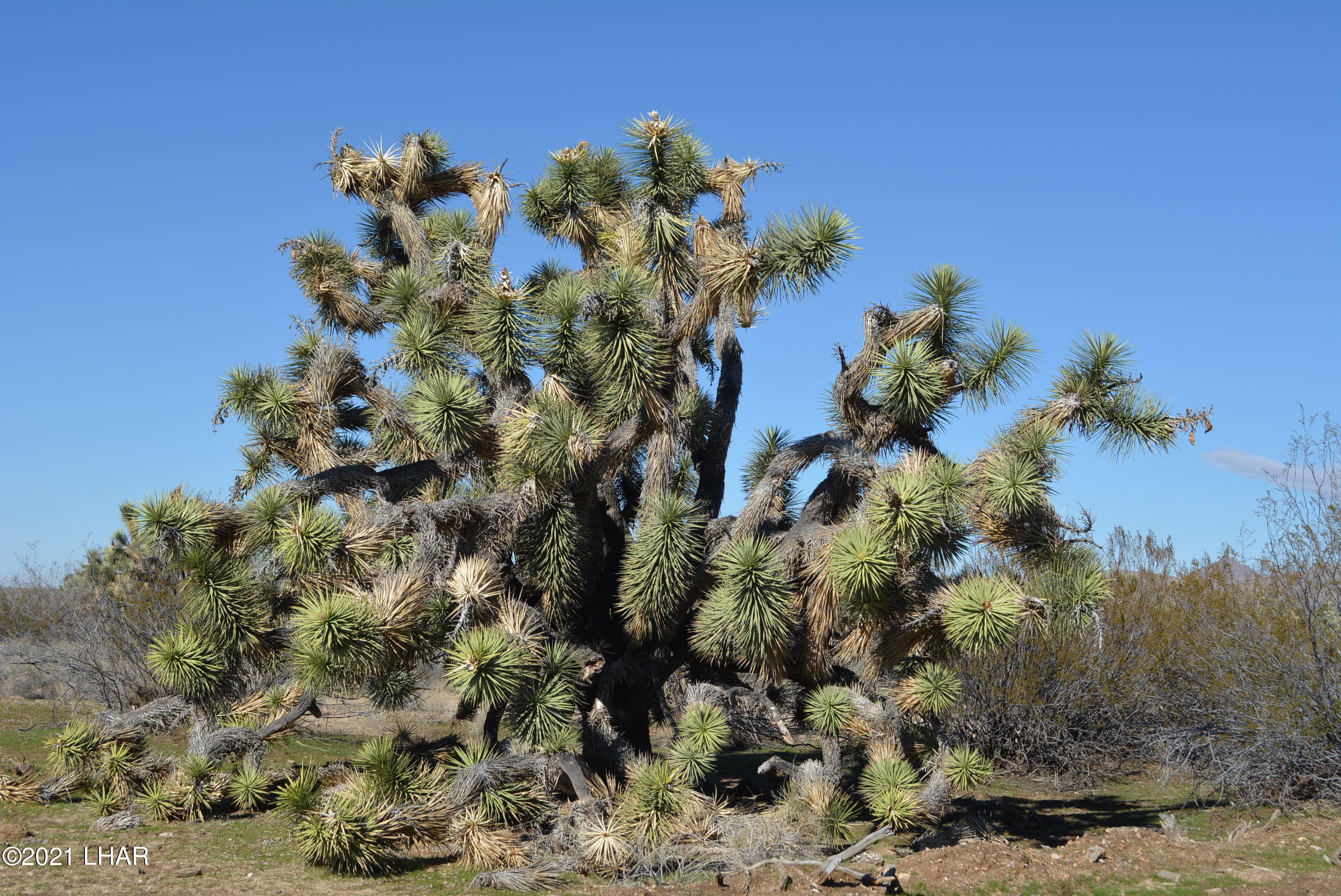 2089 South Roadrunner Road Yucca, AZ 86438 - Photo 55 of 60 DSC_0569