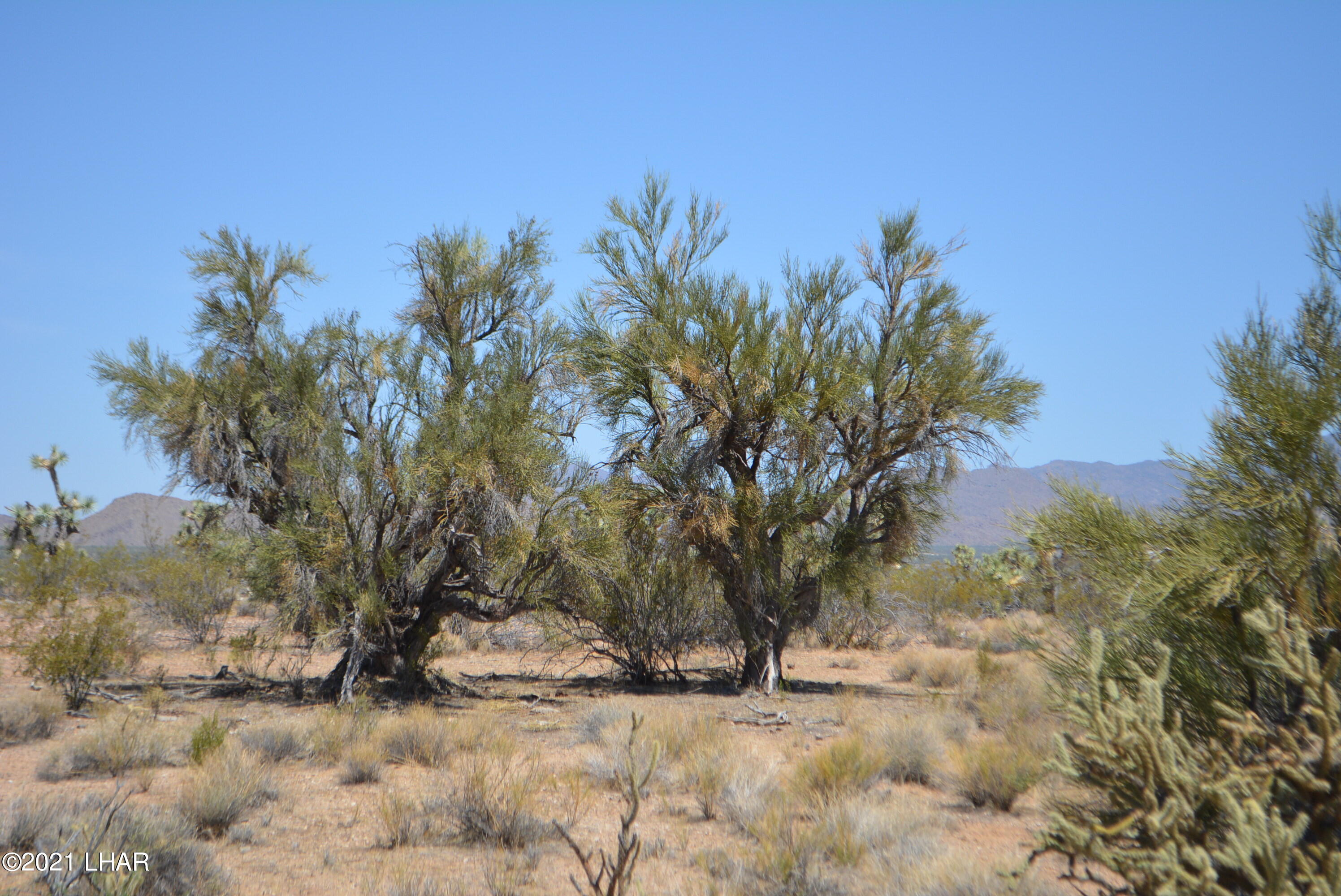2089 South Roadrunner Road Yucca, AZ 86438 - Photo 8 of 60 DSC_0293