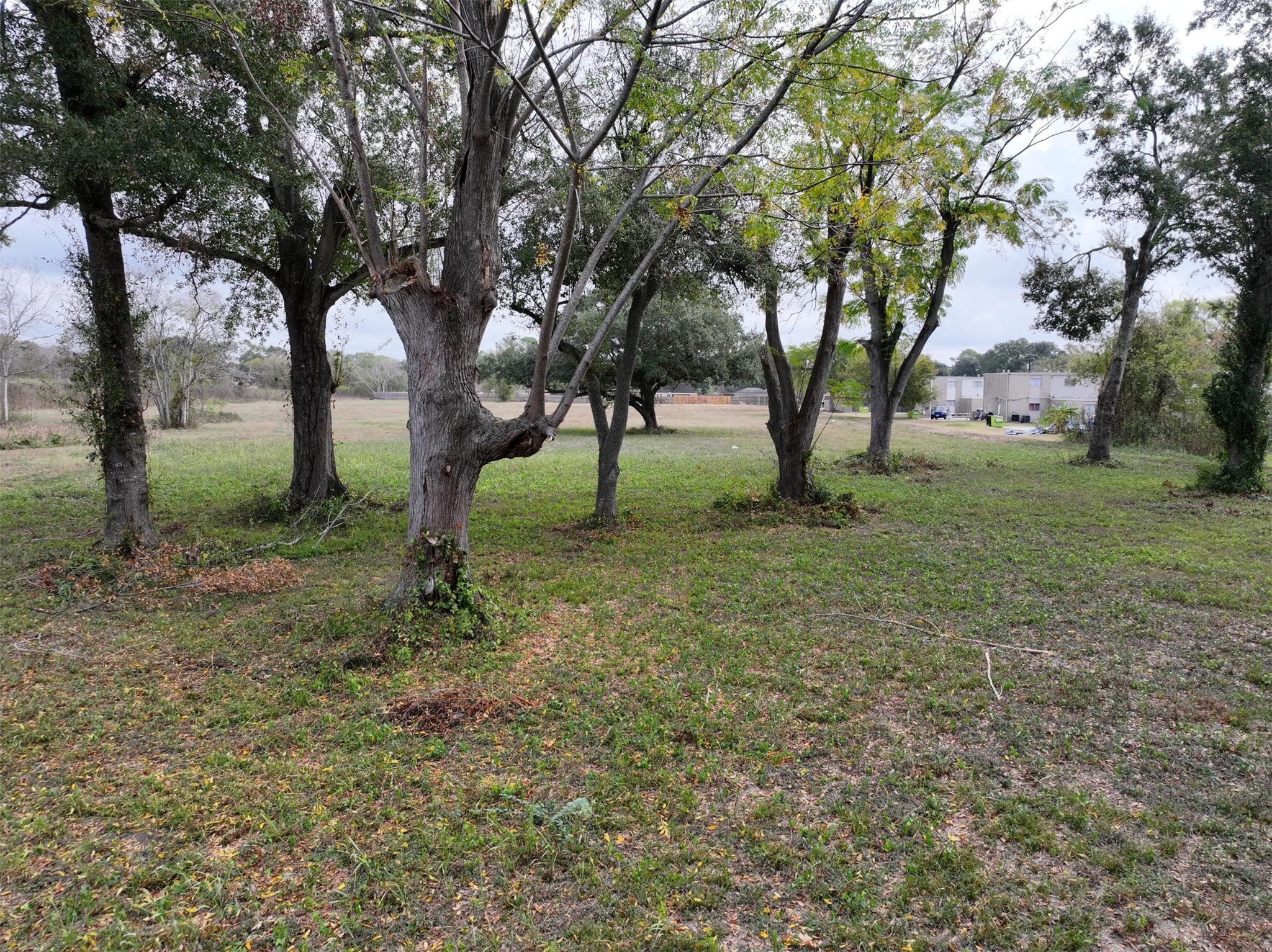 2417 4th Street Rosenberg, TX 77471 - Photo 20 of 50 a view of some trees in the forest
