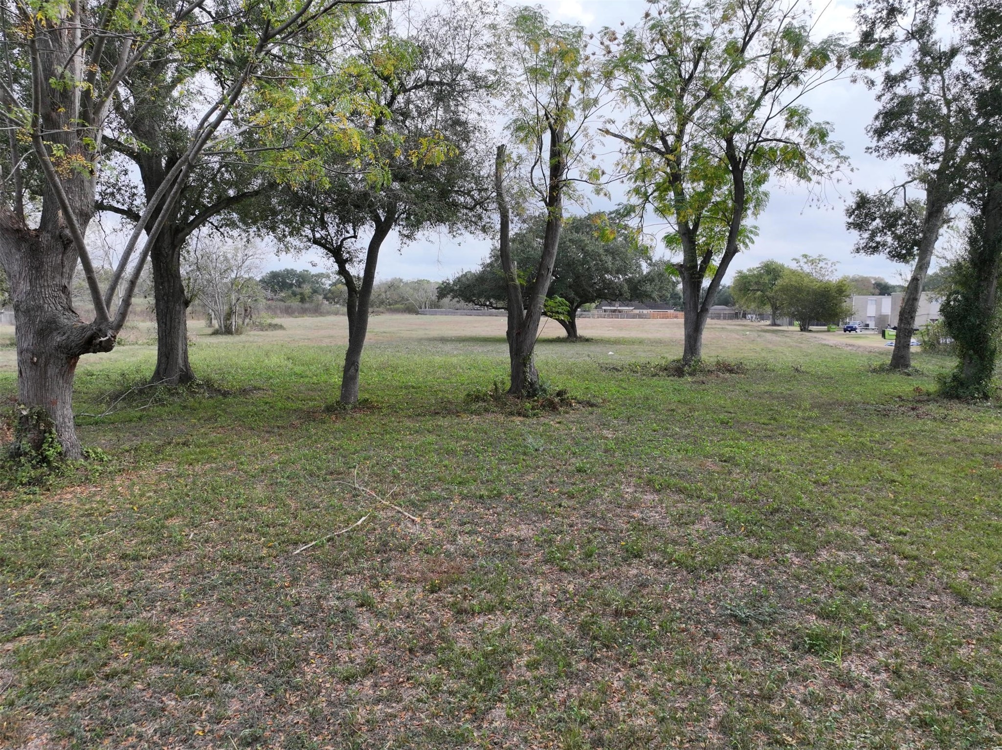 2417 4th Street Rosenberg, TX 77471 - Photo 21 of 50 a view of a tree in the middle of a yard