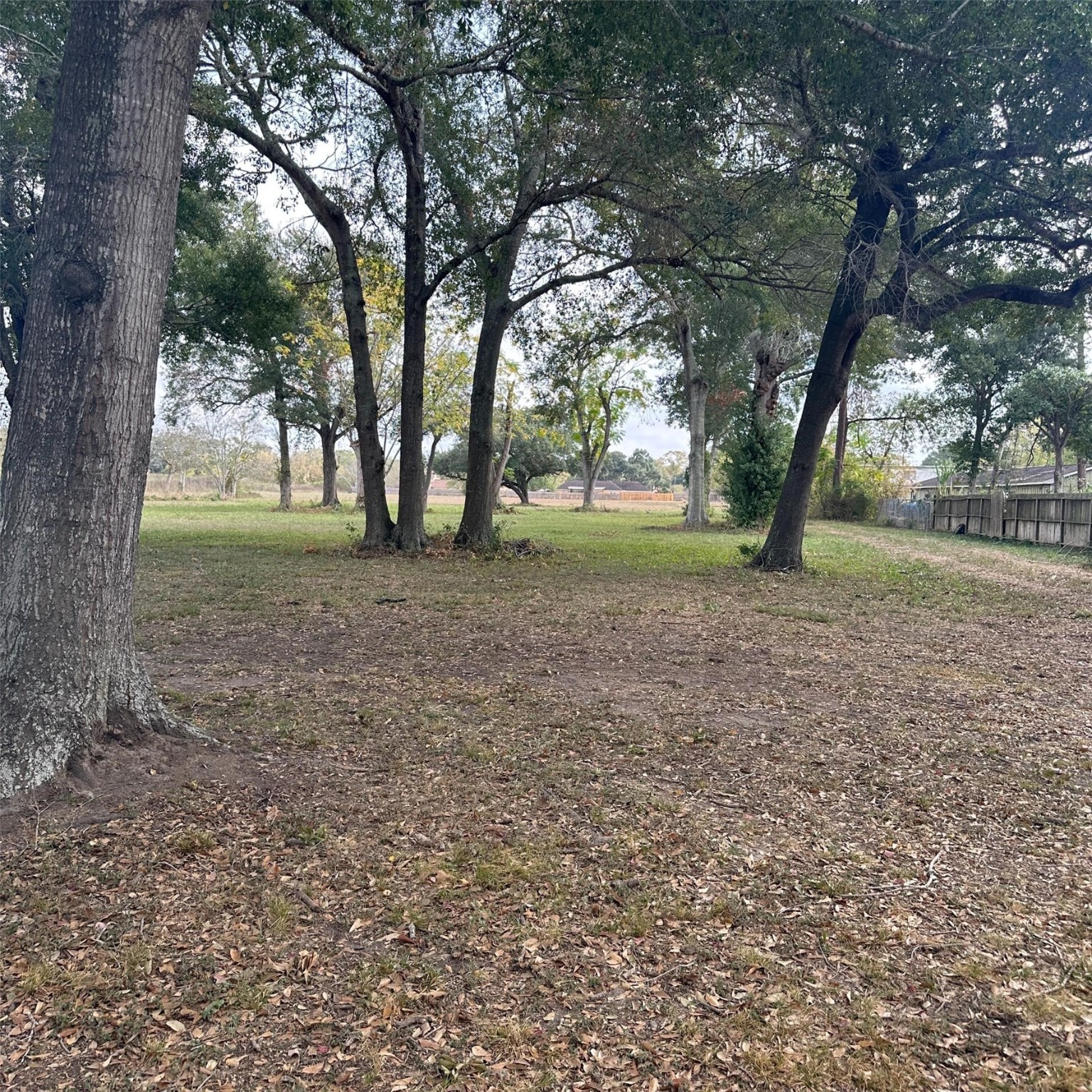 2417 4th Street Rosenberg, TX 77471 - Photo 49 of 50 a view of yard with trees