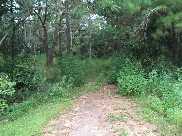 0 Lake Road Monticello, FL 32344 - Photo 2 of 4 Gallery Image 2