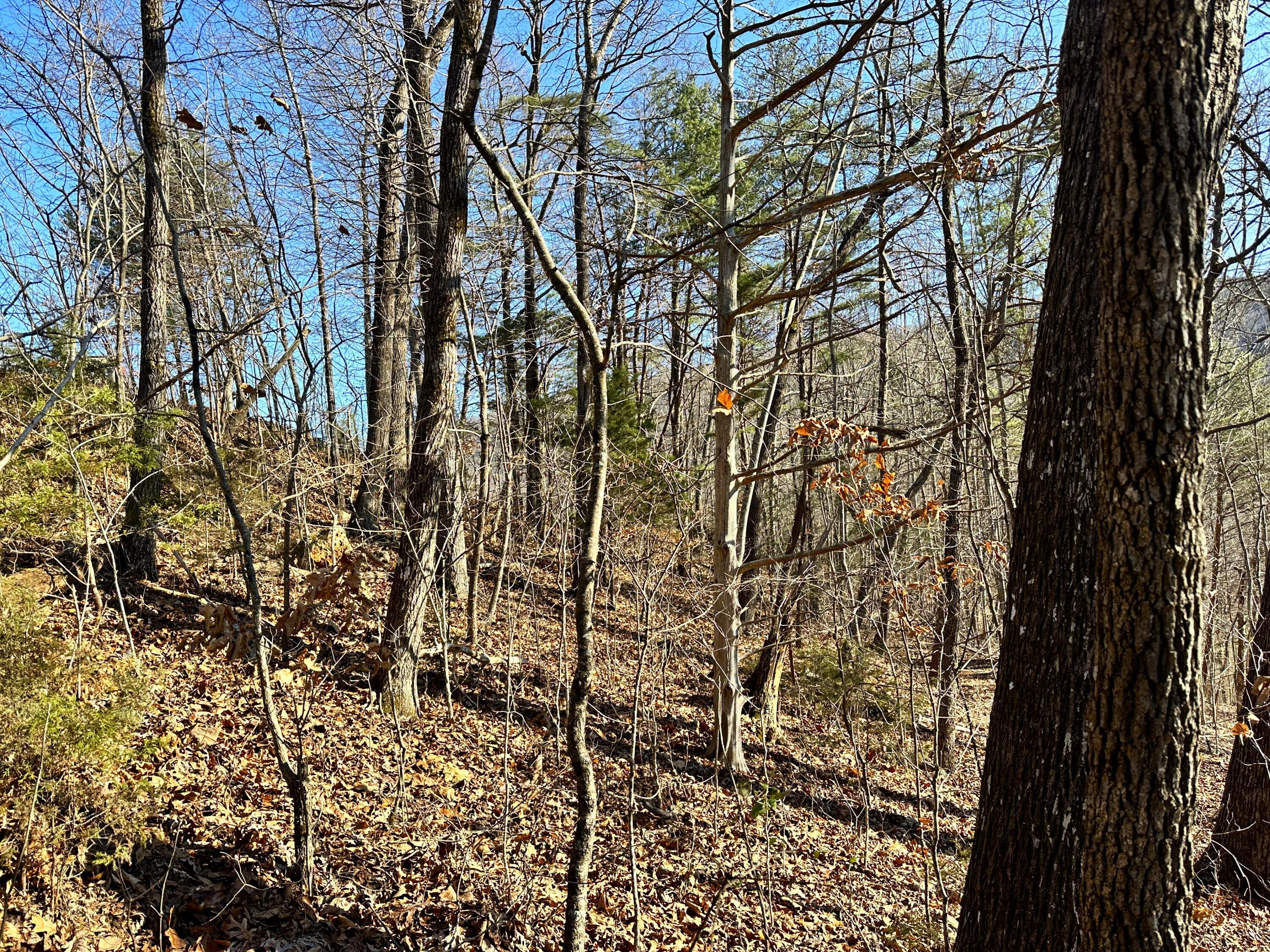 502 Stevia Road, Unit 4142 Cosby, TN 37722 - Photo 11 of 22 11