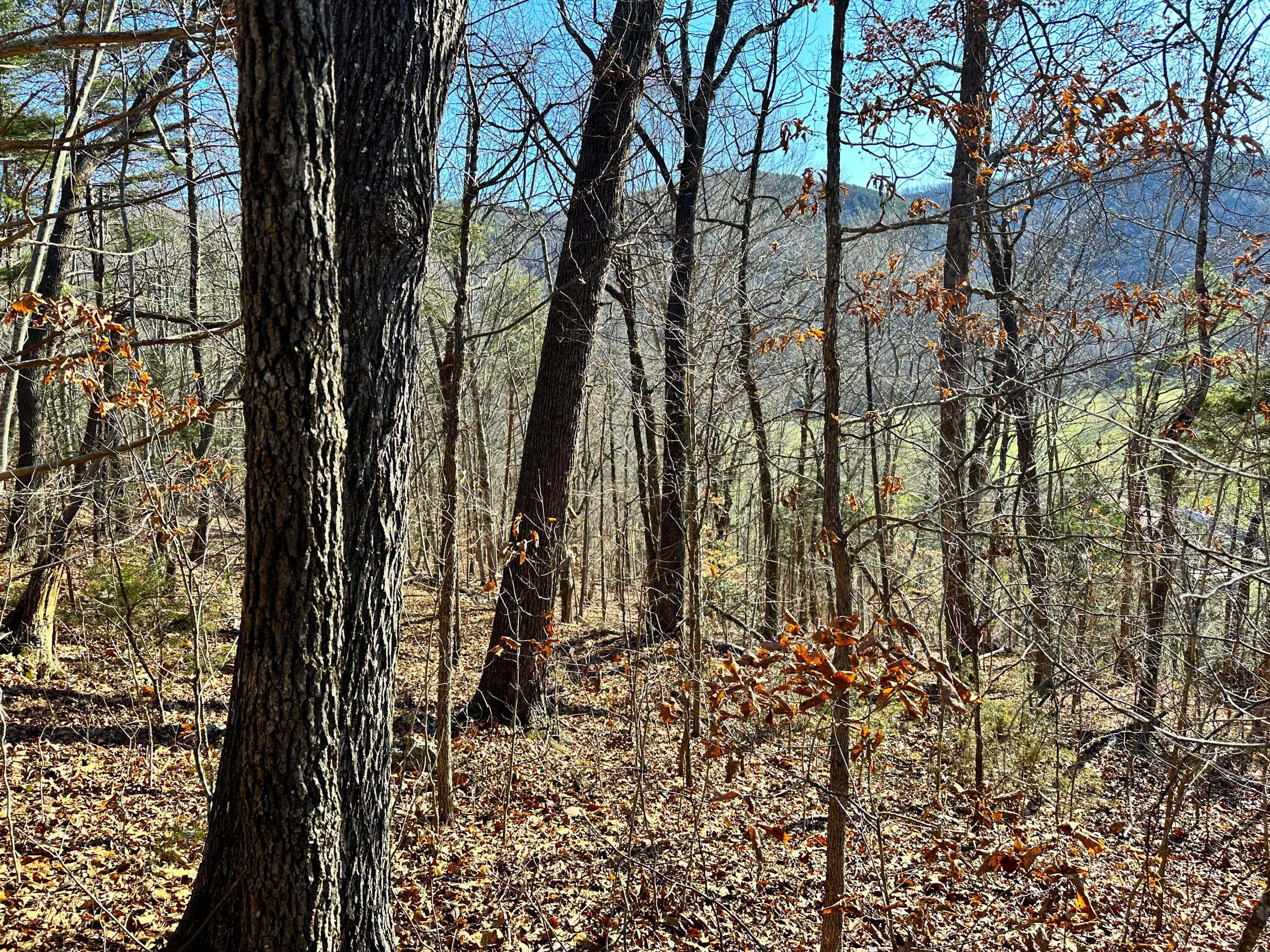 502 Stevia Road, Unit 4142 Cosby, TN 37722 - Photo 10 of 22 10