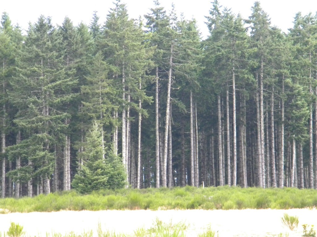 1926 Matlock-Brady Road Elma, WA 98541 - Photo 10 of 15 Gallery Image 10