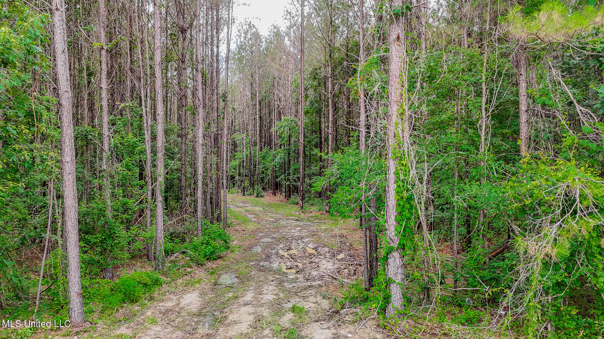 0 Sand Hill Road Brandon, MS 39047 - Photo 1 of 19 Sand Hill 14