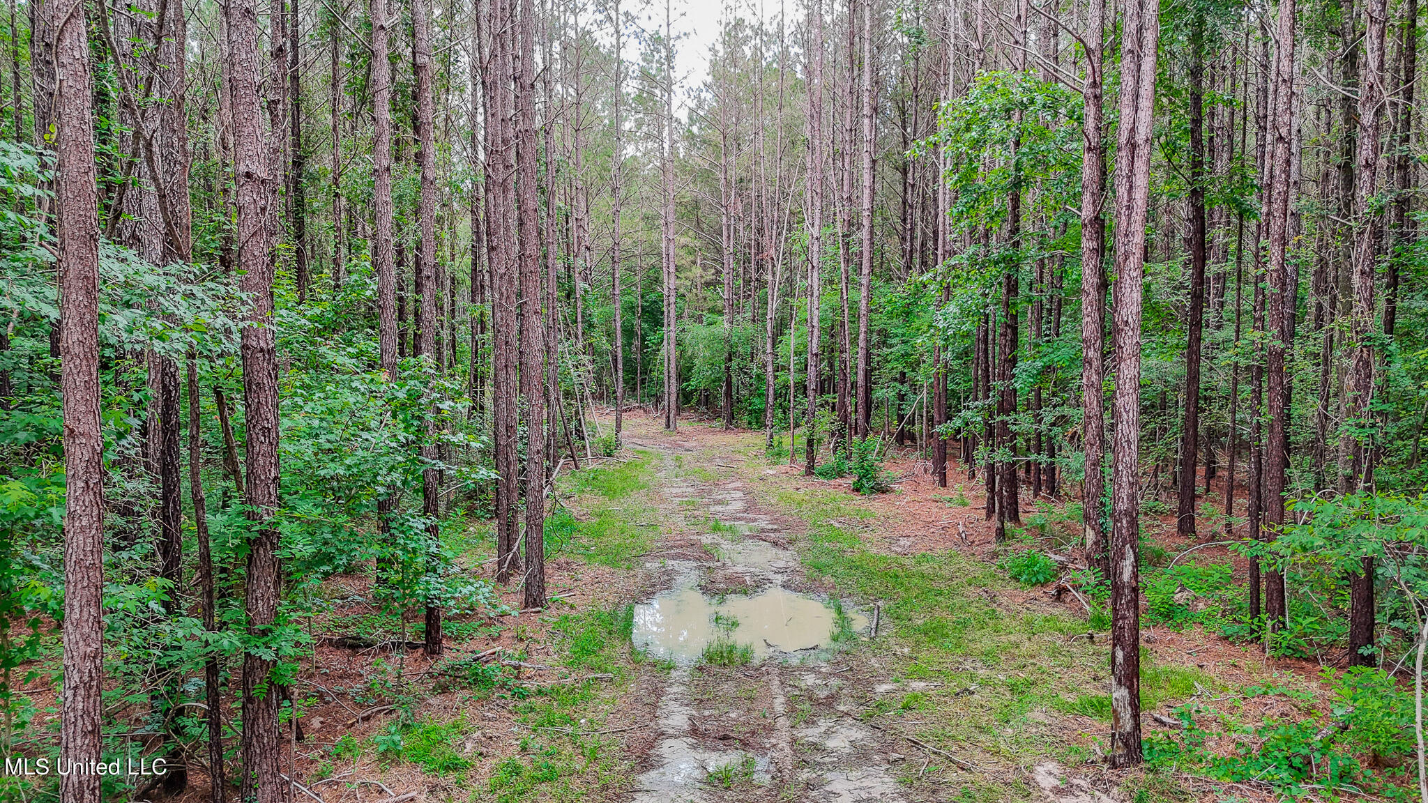 0 Sand Hill Road Brandon, MS 39047 - Photo 2 of 19 Sand Hill 15