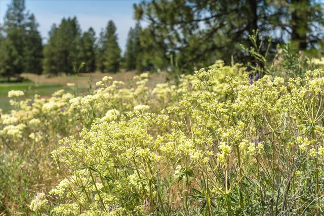 $160,000 | 36000 South Bootstrap Lane, Unit PARCEL 11091 9026, Cheney, WA 99004