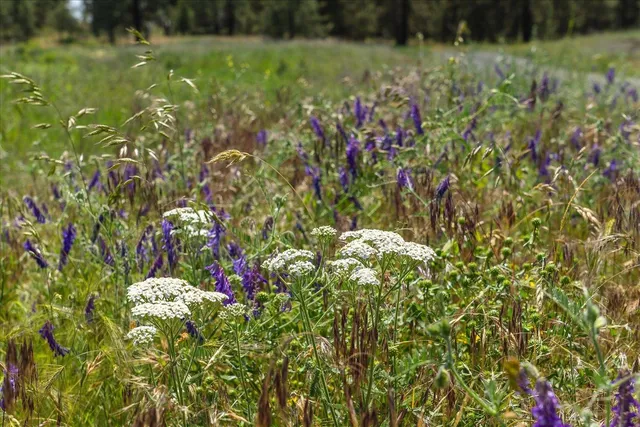 $160,000 | 36000 South Bootstrap Lane, Unit PARCEL 11091 9026, Cheney, WA 99004