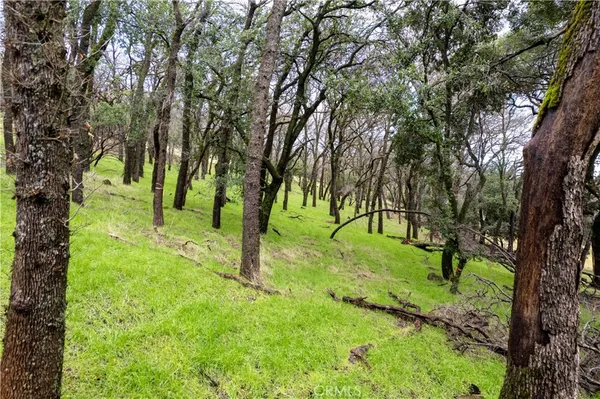 a view of a tree in front of a house