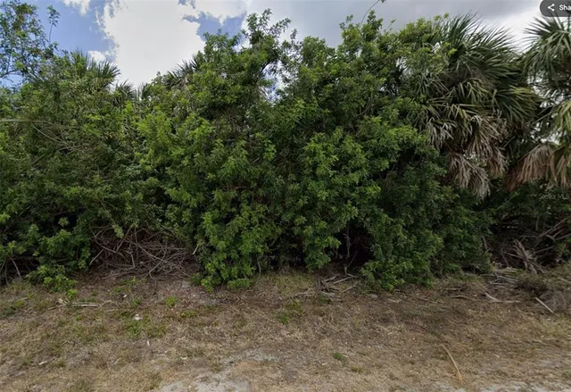 a view of a forest with trees in the background