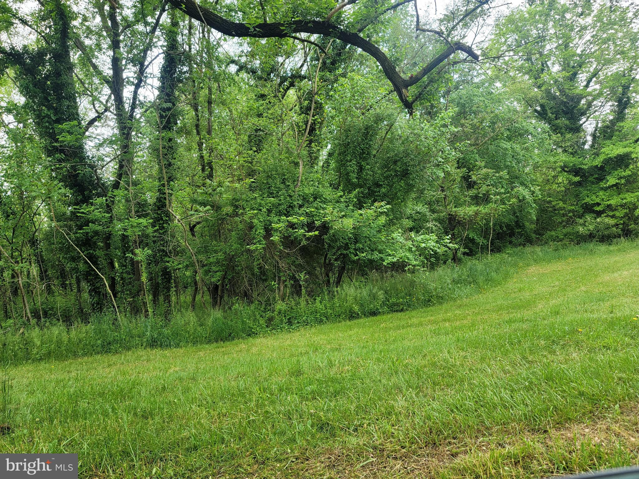 a view of a lush green space