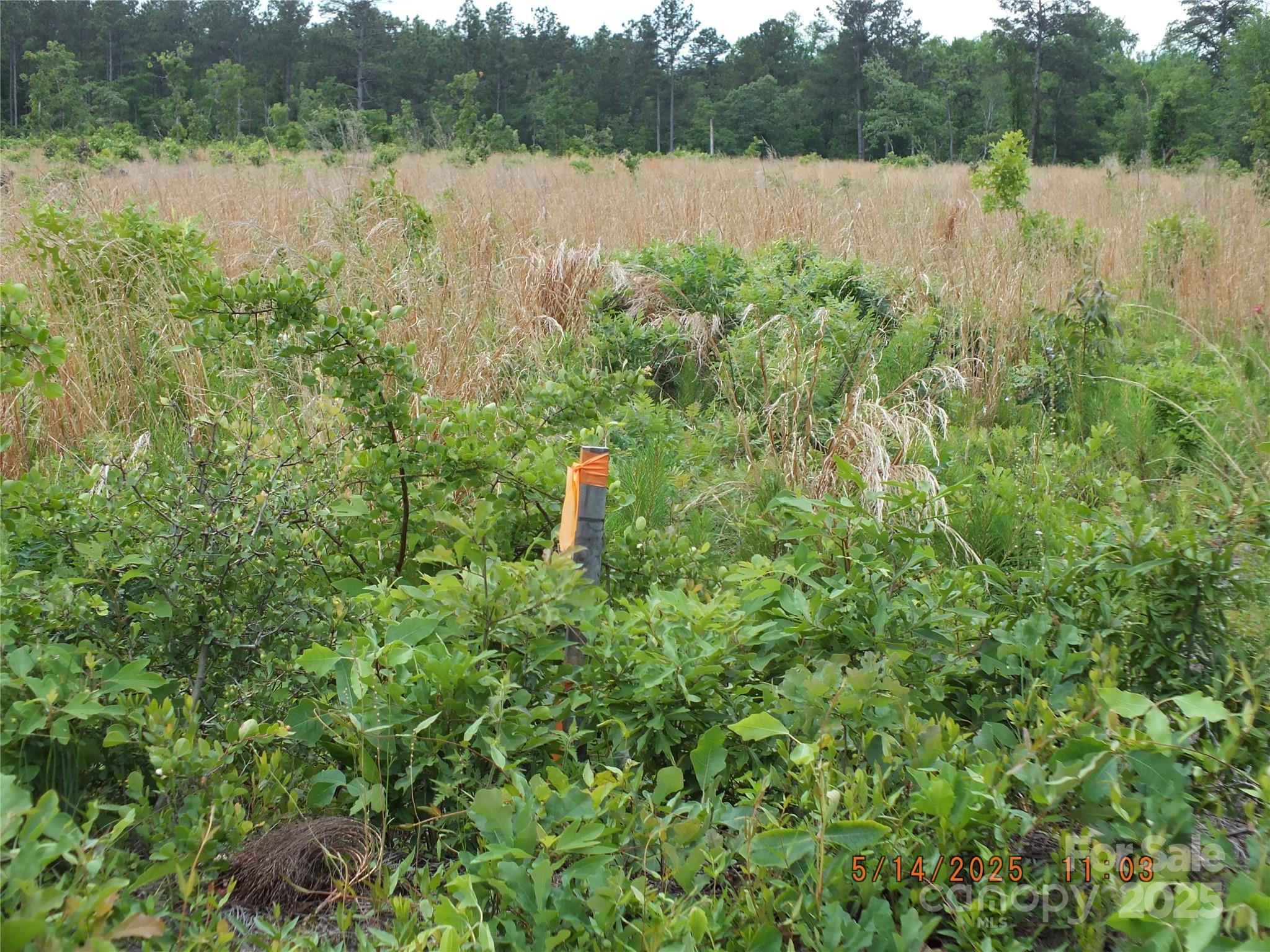 0 Oak Ridge Church Road Kershaw, SC 29067 - Photo 2 of 5