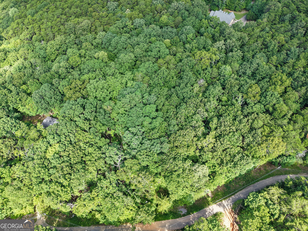 156 Mulberry Circle Jasper, GA 30143 - Photo 11 of 11 a view of a lush green forest with a tree