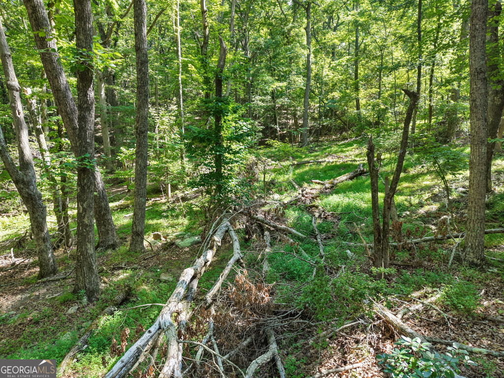 156 Mulberry Circle Jasper, GA 30143 - Photo 9 of 11 a view of a lush green forest