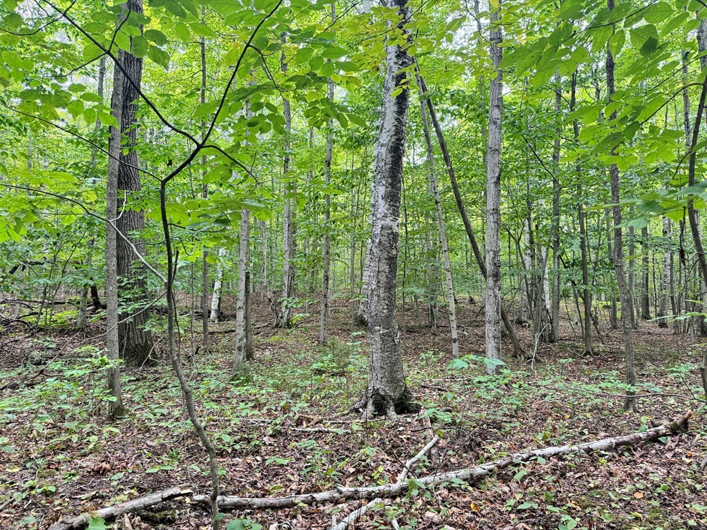 5-acres Logerquist Road Baileys Harbor, WI 54202 - Photo 7 of 13 Gallery Image 7