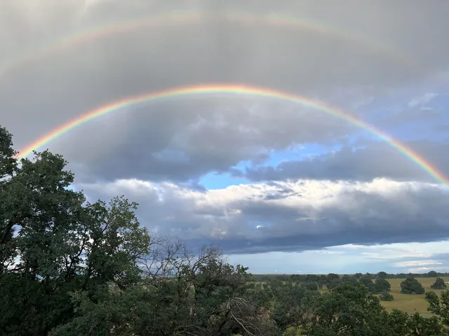 a view of yard with tree