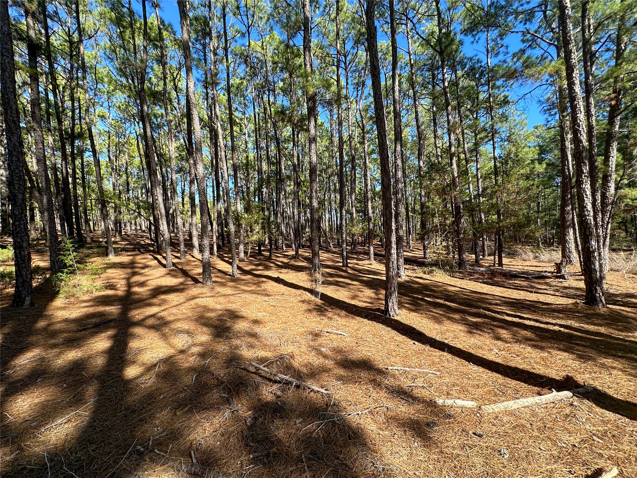 Lot 12 Hickory Ridge Drive Bastrop, TX 78602 - Photo 1 of 24 View of yard