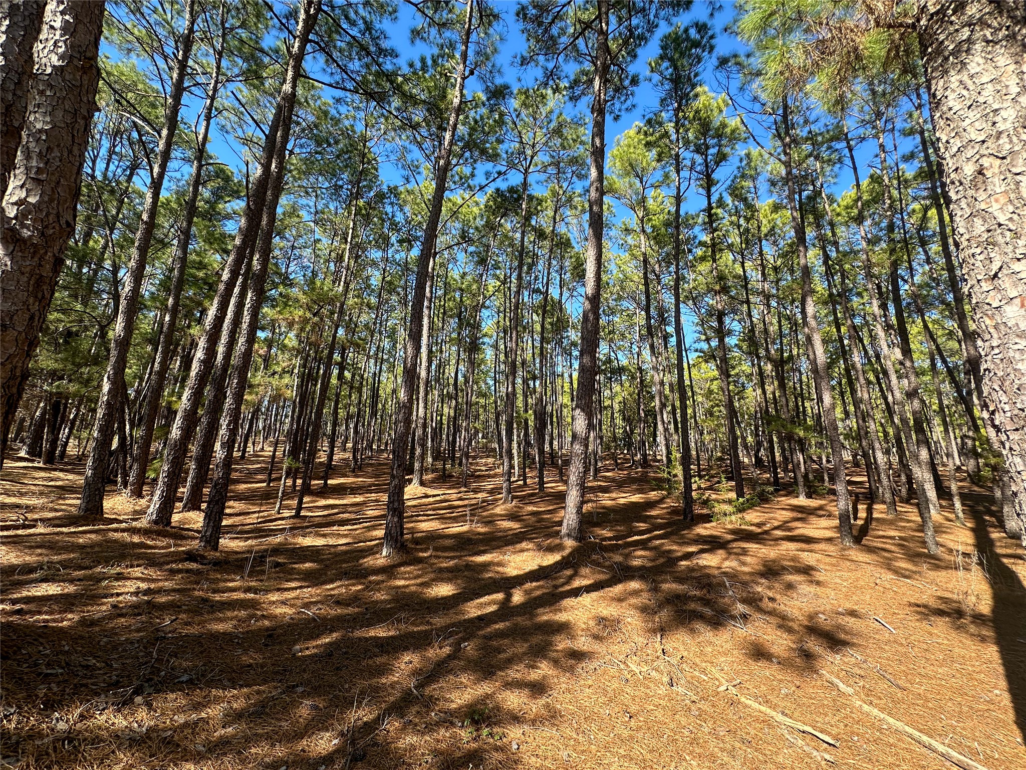 Lot 12 Hickory Ridge Drive Bastrop, TX 78602 - Photo 2 of 24 View of nature