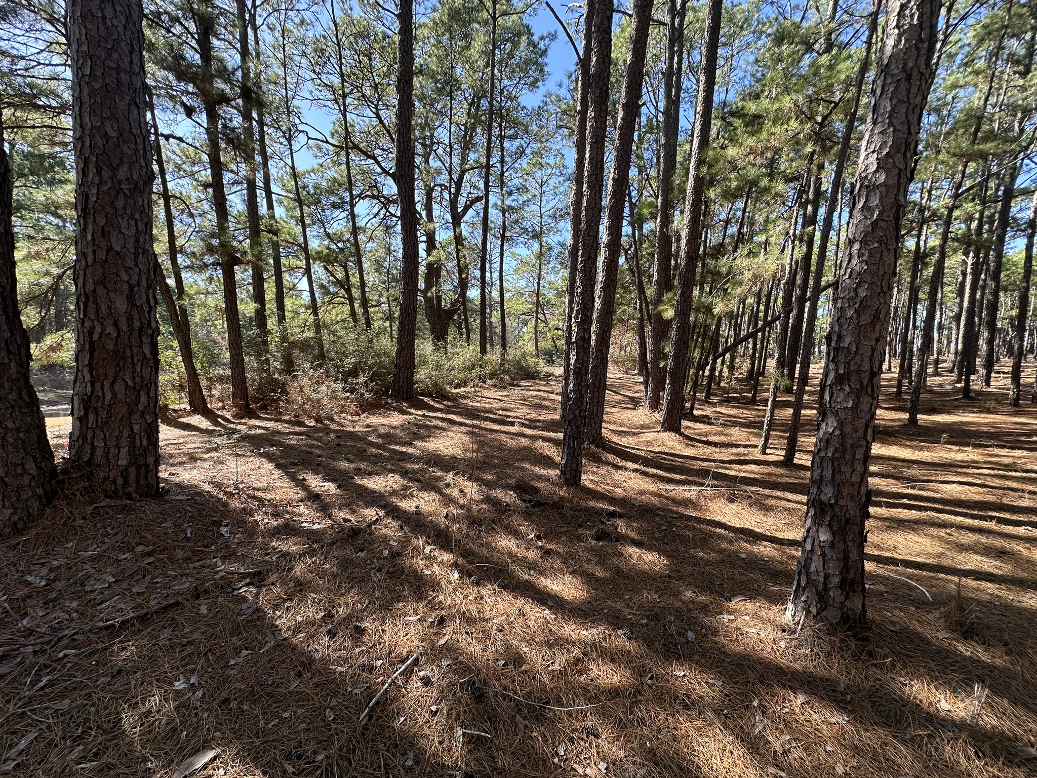 Lot 12 Hickory Ridge Drive Bastrop, TX 78602 - Photo 5 of 24