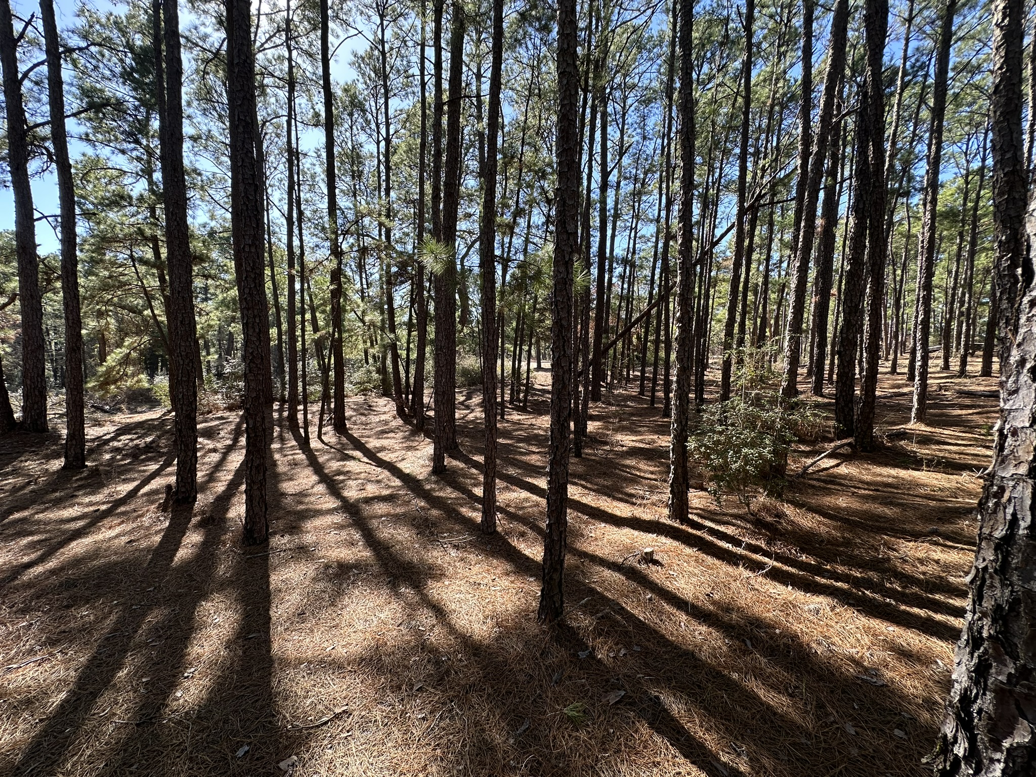 Lot 12 Hickory Ridge Drive Bastrop, TX 78602 - Photo 6 of 24