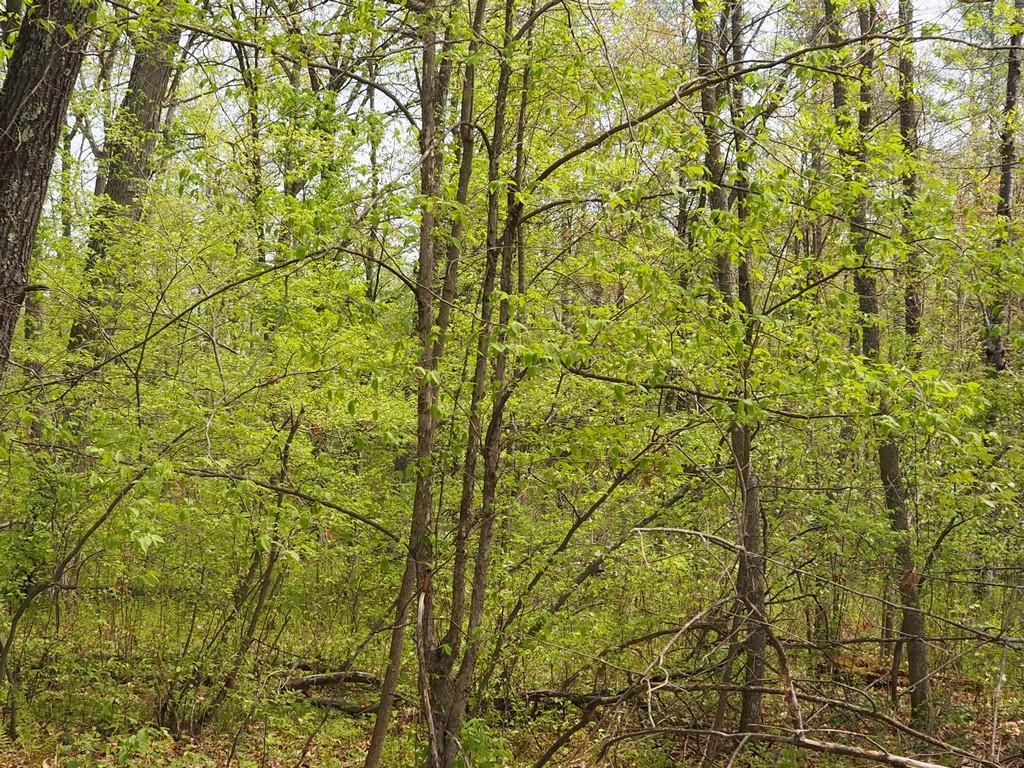 Lot 3 East Connors Lake Road Webster, WI 54893 - Photo 1 of 1