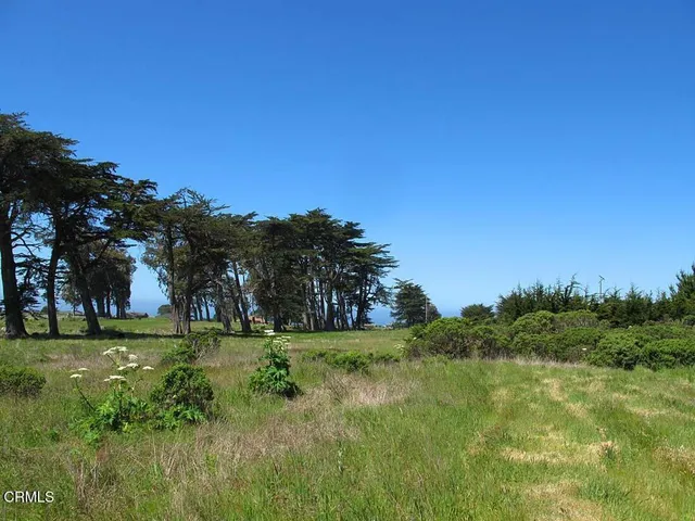a view of a field with a tree in the background