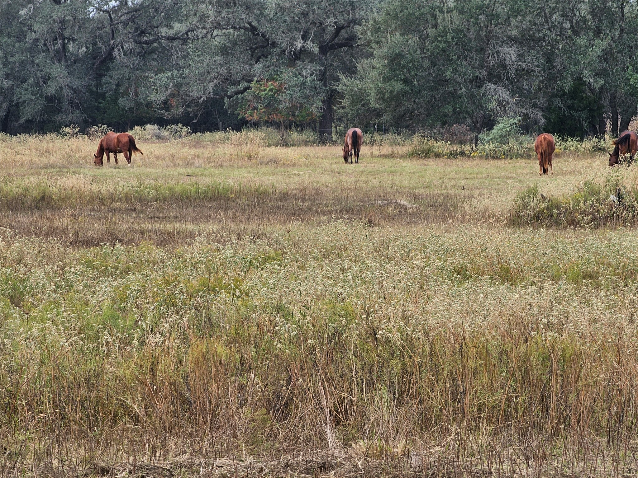 0 Schultz Road Columbus, TX 78934 - Photo 7 of 9