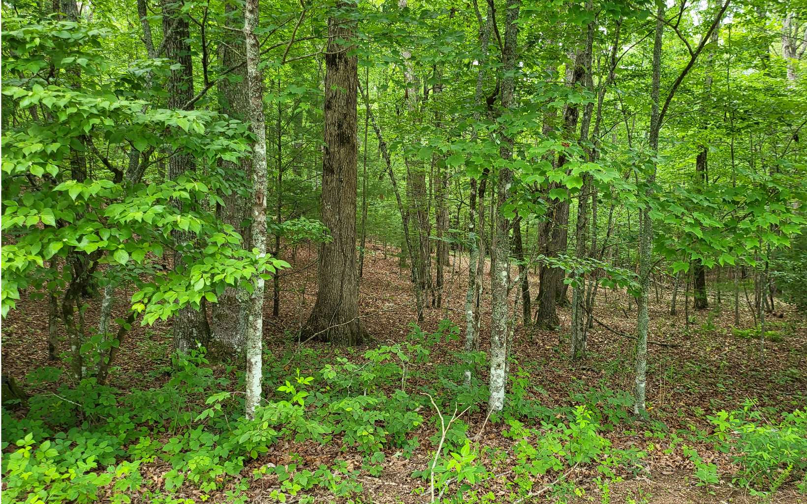 45-acs New Hope Road Morganton, GA 30560 - Photo 12 of 72 Additional View