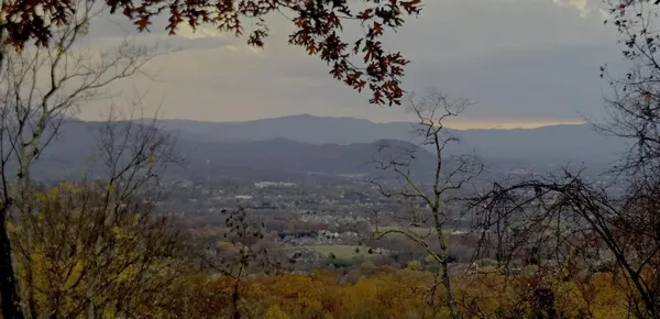 a view of a tree in a field