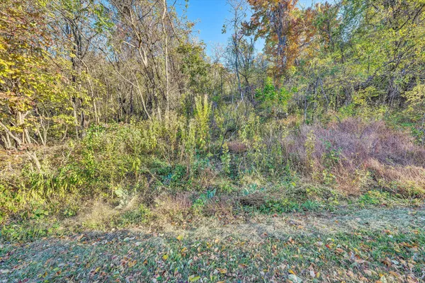 a view of a yard with large trees