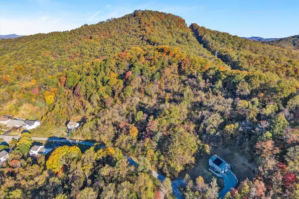 a view of a large tree
