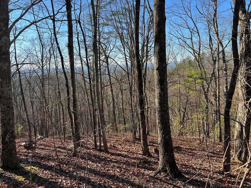 197 Stirratt Road Ranger, GA 30734 - Photo 3 of 25 a view of a backyard with large trees