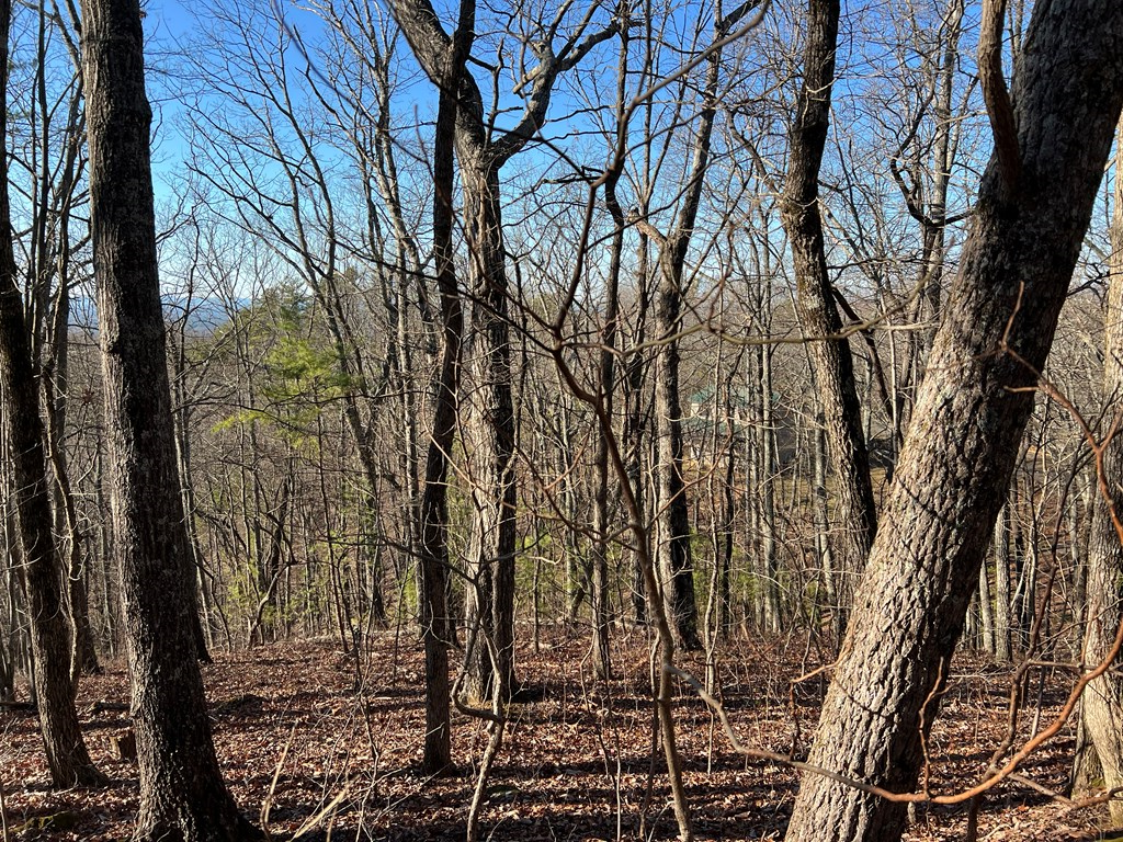 197 Stirratt Road Ranger, GA 30734 - Photo 4 of 25 a view of a yard with plants and trees