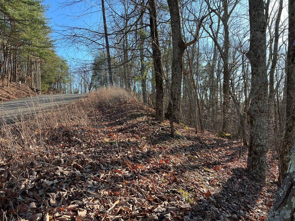 197 Stirratt Road Ranger, GA 30734 - Photo 5 of 25 a view of a forest with trees