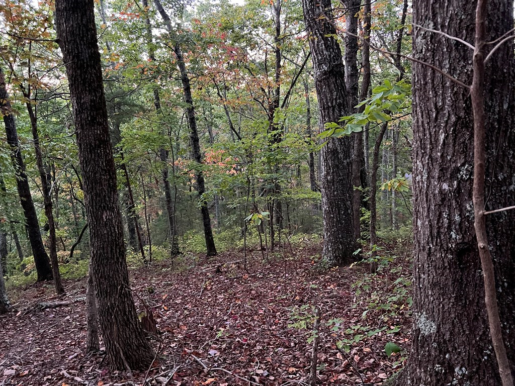 197 Stirratt Road Ranger, GA 30734 - Photo 7 of 25 a view of a forest filled with trees