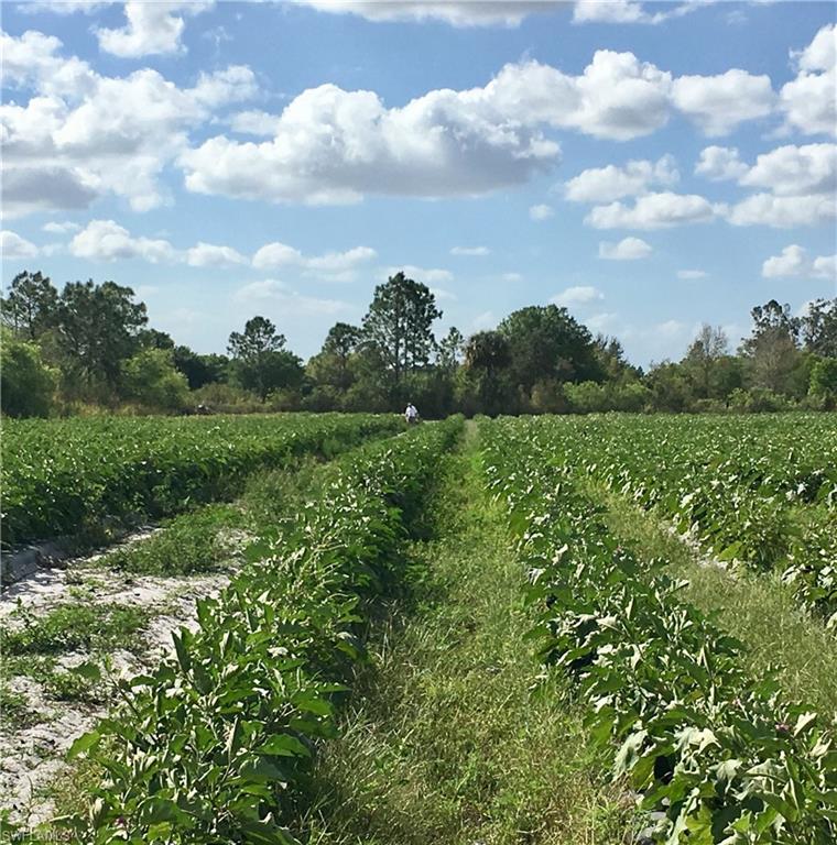 3400 Packinghouse Road Alva, FL 33920 - Photo 8 of 8 a view of a big yard with plants and a large tree