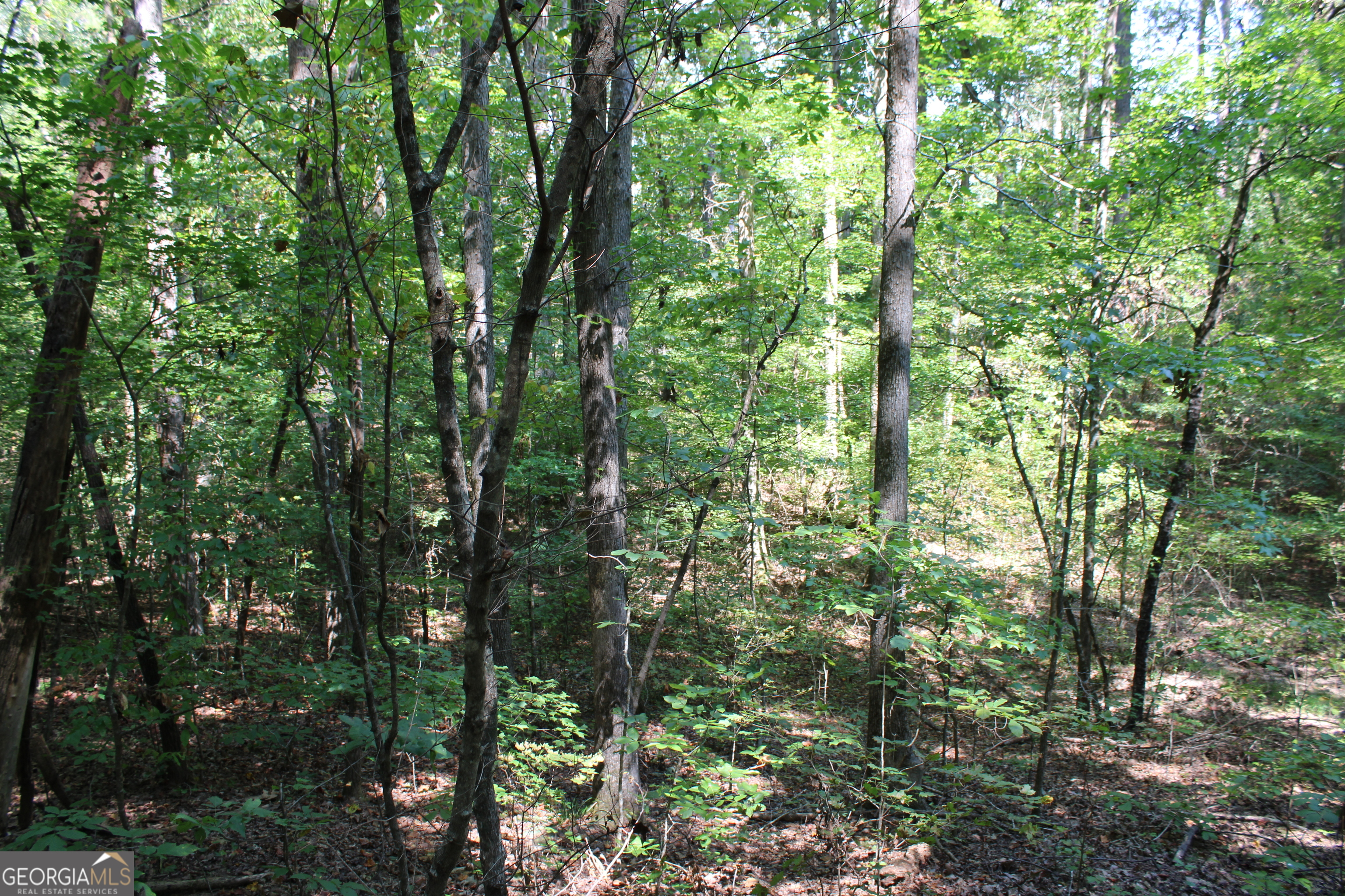 0 Conniston Road Chatsworth, GA 30705 - Photo 12 of 15 a view of forest
