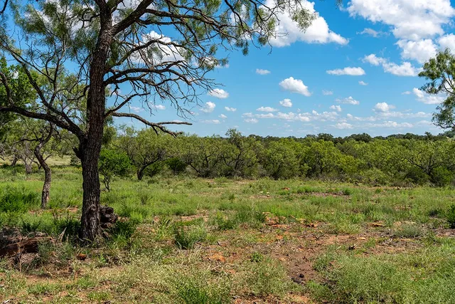 a view of a lush green forest