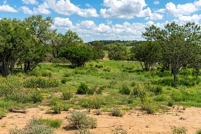 a view of a bunch of trees