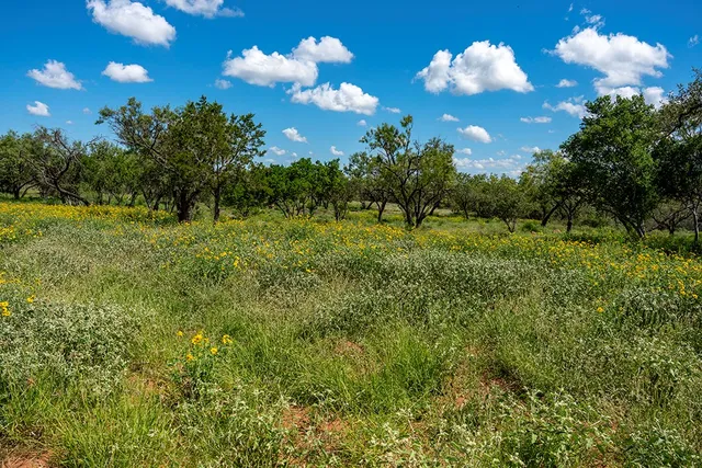 a view of a flower in a yard
