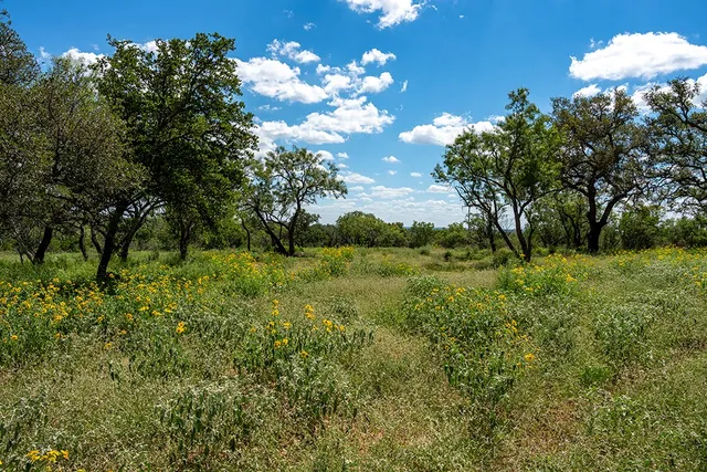 a view of a tree with a yard