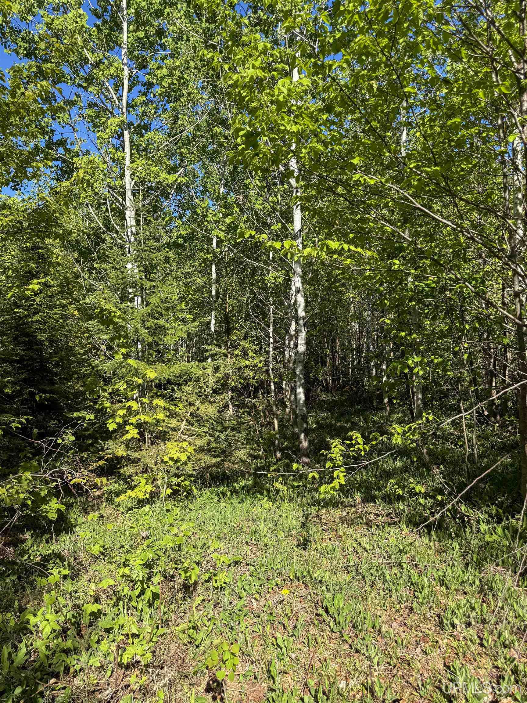 Lot A Gratiot River Road Calumet, MI 49913 - Photo 18 of 35