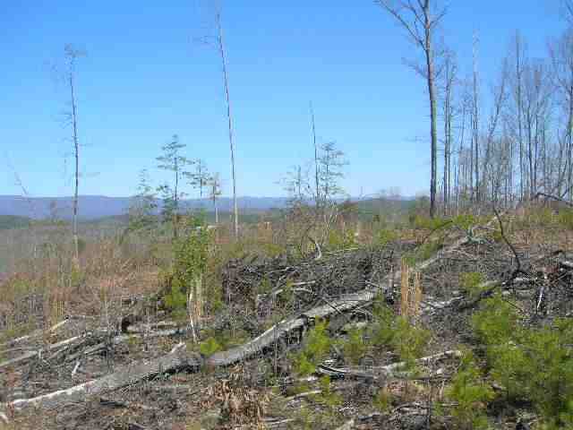 0 East Side Pace Bridge Road Easley, SC 29640 - Photo 6 of 8