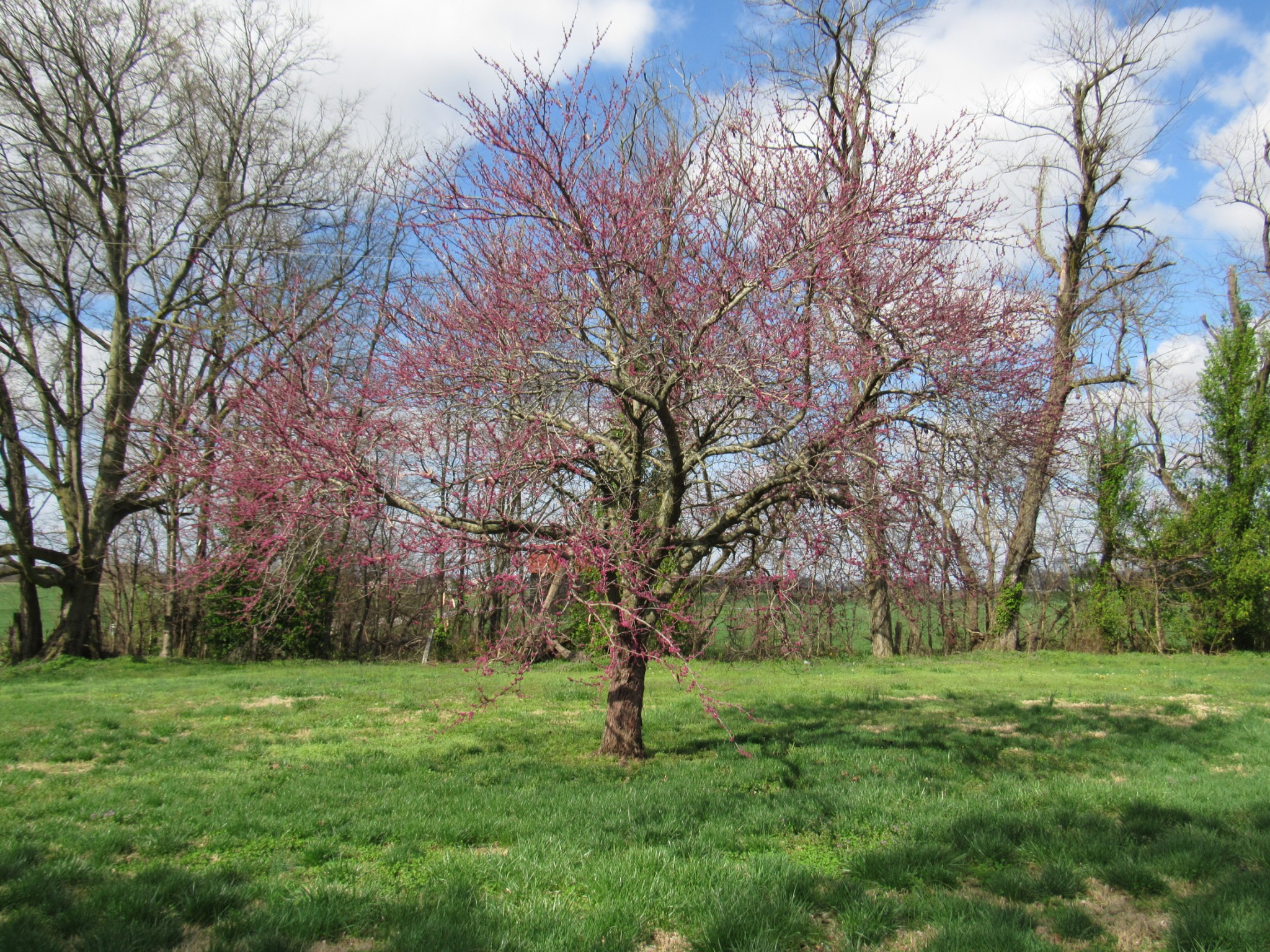 11885 Palmyra Road Oak Grove, KY 42262 - Photo 18 of 21