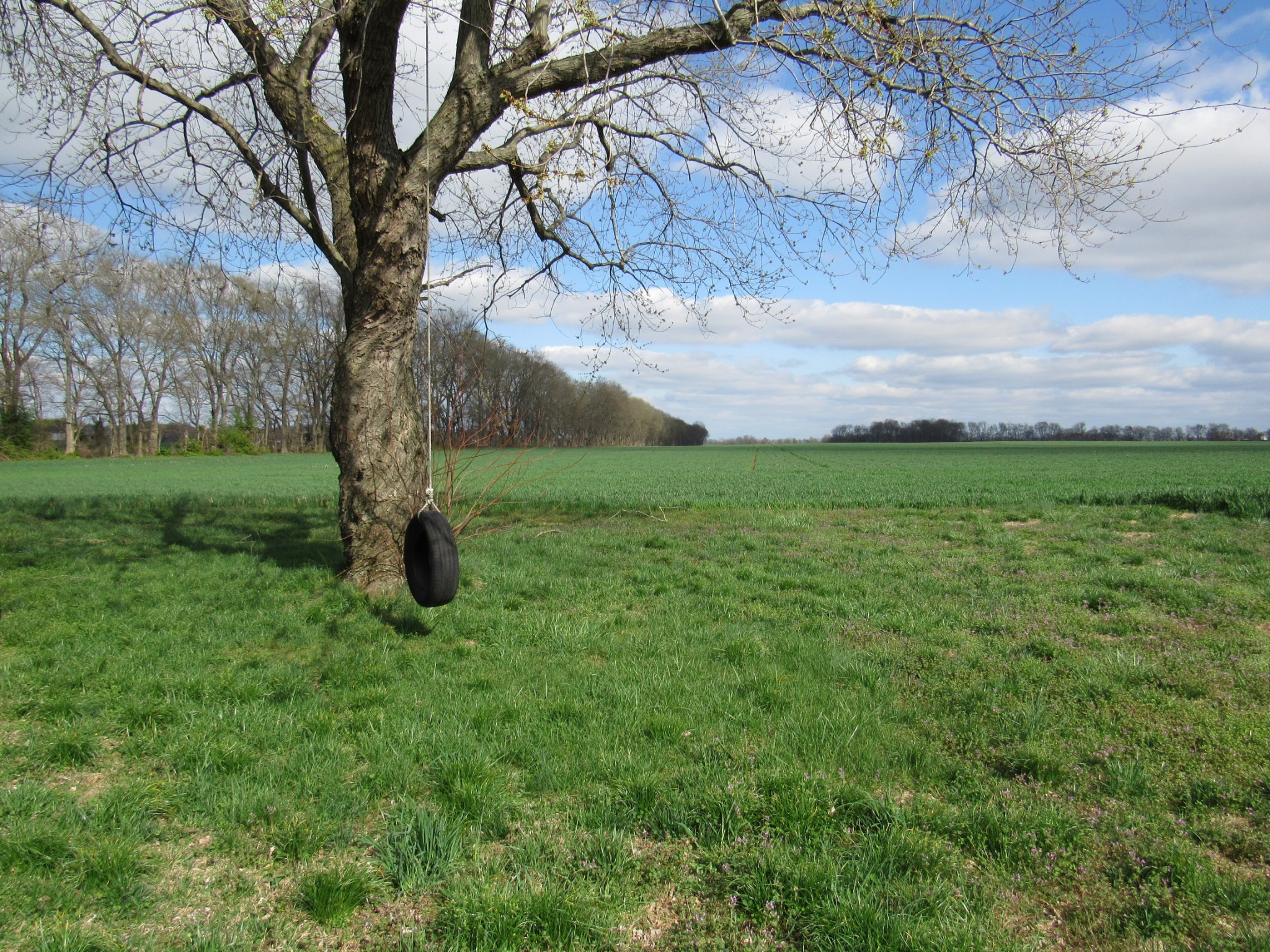 11885 Palmyra Road Oak Grove, KY 42262 - Photo 20 of 21 a big yard with lots of green space